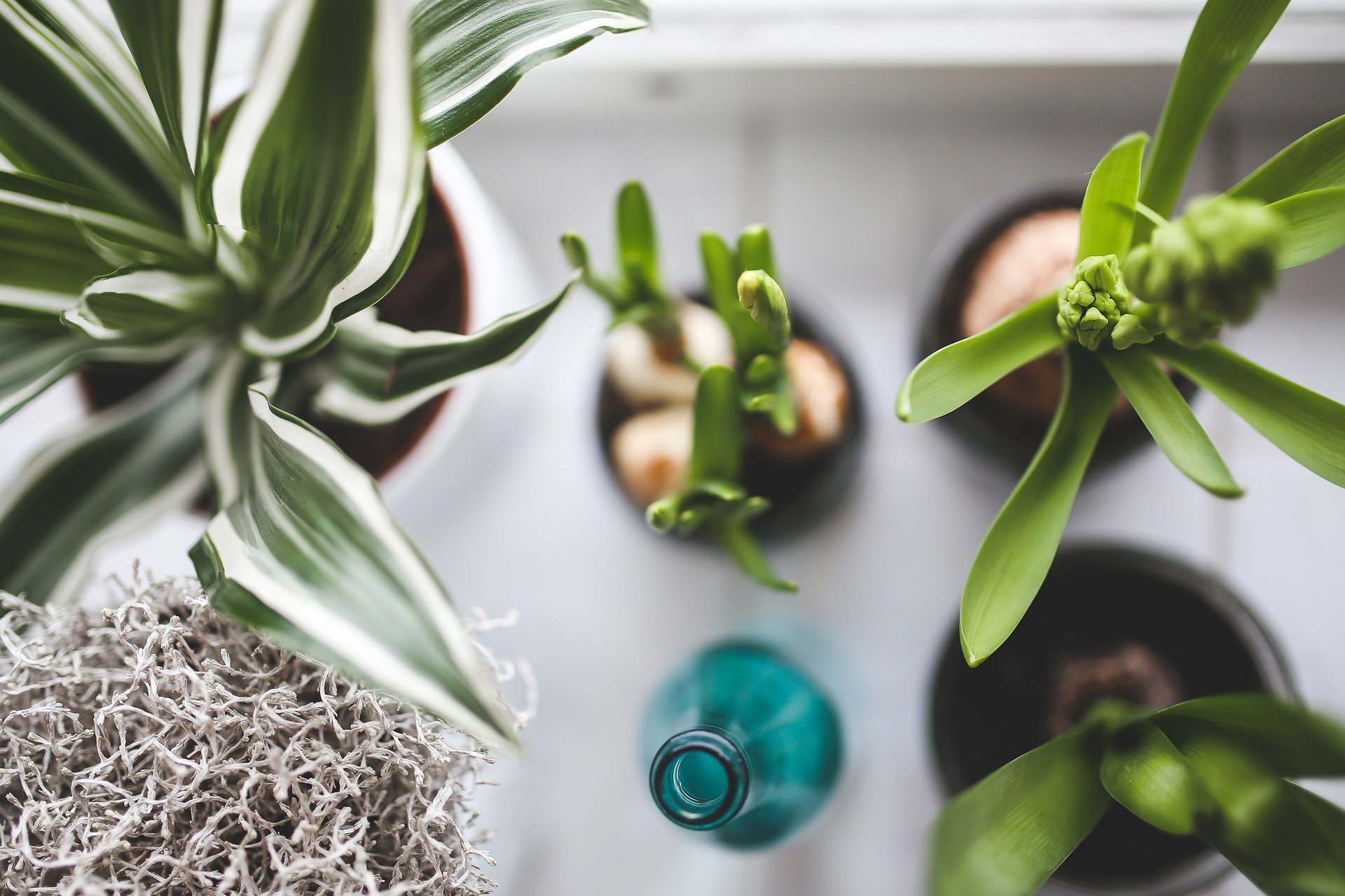 plants 925808 1920